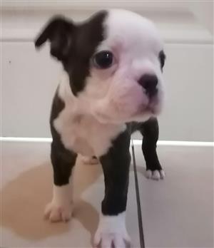 Boston Terrier Puppy