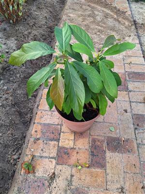 AVOCADO PEAR TREE