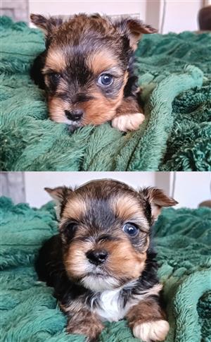 Yorkie puppy