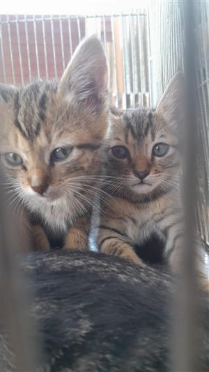 Adorable kittens for sale 