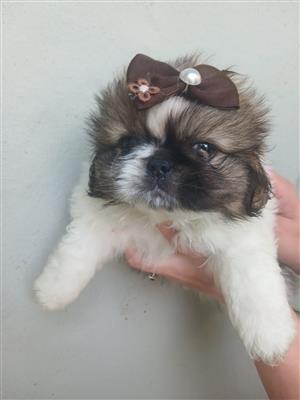 Female Pekingese puppies 