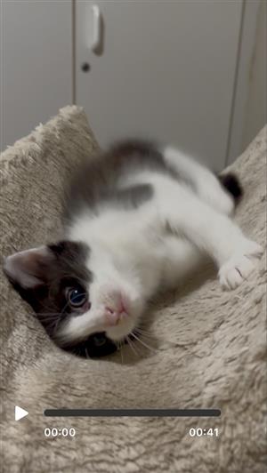 Black and Black with white kittens