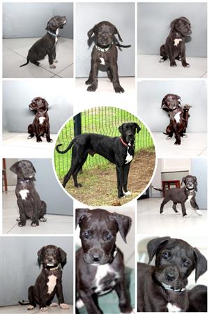 Great Dane puppies