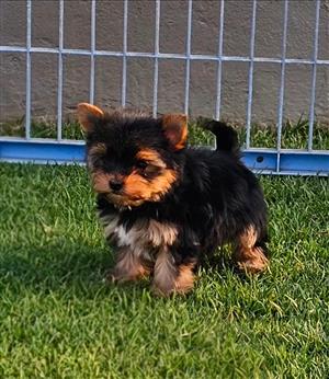 Yorkies