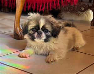 Miniature Pekingese puppies
