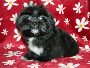 Black Shih Tzu female puppy