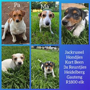 Short Leg Jack Russell Puppies 