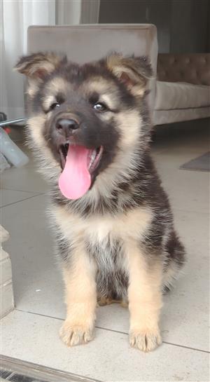 German shepherd puppy