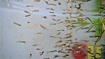 Guppy for sale