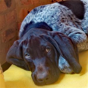 German short hair Pointer