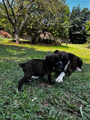 Boxer Puppies