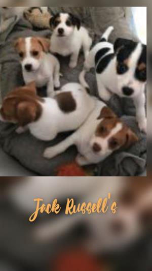 Jack Russell