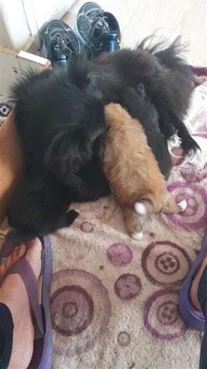 Toypom  x piganease puppies for sale