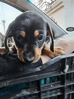 Worshond puppies