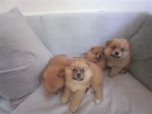 Pure Pomeranians Puppies