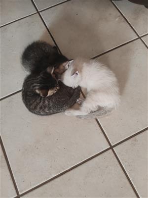 6 week old Kittens