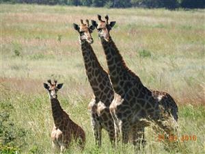 BUILD YOUR DREAM BUSHVELD HOME WITH SWEEPING MOUNTAIN VIEWS