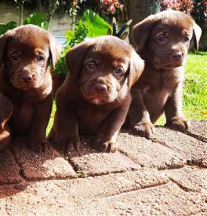 Labrador puppies