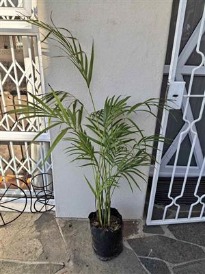Elegant Areca (Bamboo) Palms in 10L bags