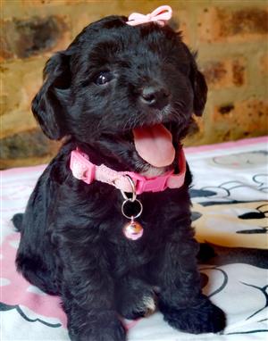 Poodle cross yorkie