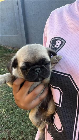 Pure bred pugs