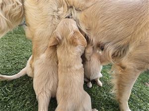 Golden retriever puppies for sale