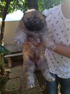 PURE BREED chow chow puppies for SALE