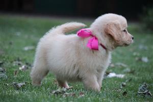 Gorgeous Golden Retriever puppies available
