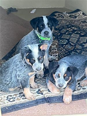 Australian Cattle Pups 