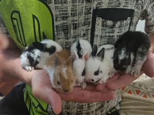 Miniature bunnies / rabbits
