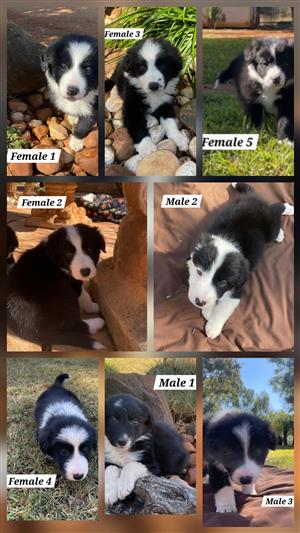 BORDER COLLIE / SHEEPDOG / SKAAPHOND puppies for sale