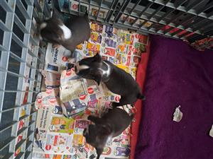 Boston Terrier Puppies