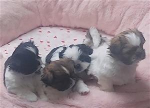 Shih Tzu puppies for sale. 
