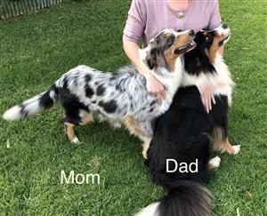 Australian shepherd puppies