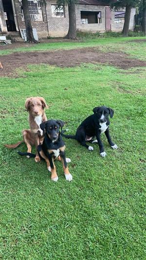 Ridgeback x sheepdog