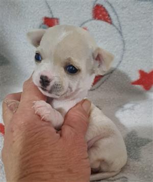 Chihuahua puppies