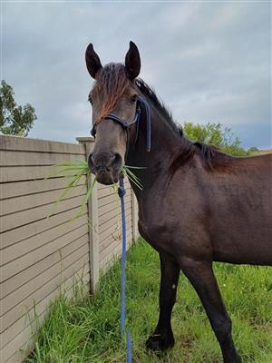 Friesian mare 