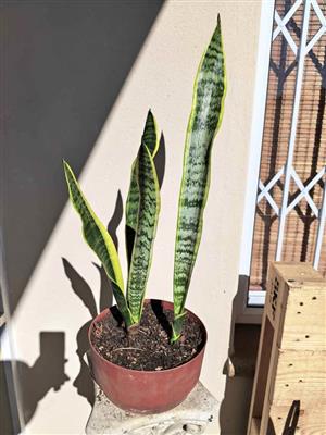 Elegant Beautiful Sansevierias in Terra Cota plastic bowl
