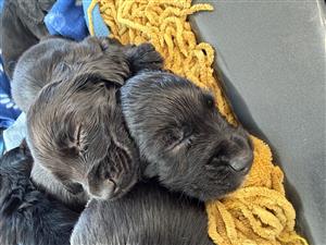 Pure Bred Spaniel Puppies