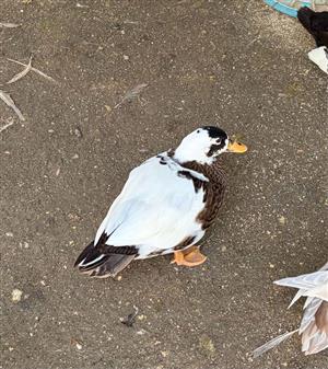 Carolina ducks for sale 