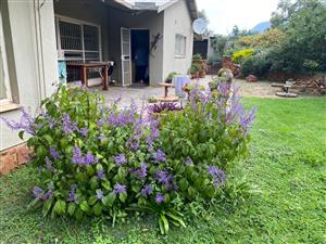 Country Living Meets Opportunity