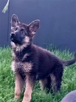 German Shepherd puppy available 