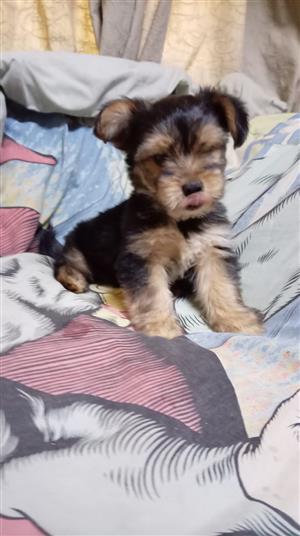 Beautiful miniature yorkies