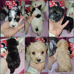 YORKIE MALE AND FEMALE REGISTERED PUPPIES 