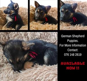 German Shepherd Puppies Available Now!
