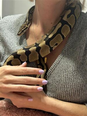 Ball Python and Cage 