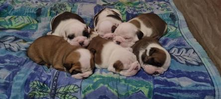 Beautiful English bulldog puppies available 