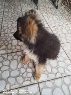 German shepherd puppy for sale 
