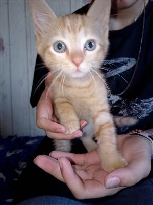 One maine coon x domestic shorthair kittens available