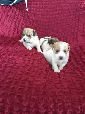 Jack Russell terrier puppies